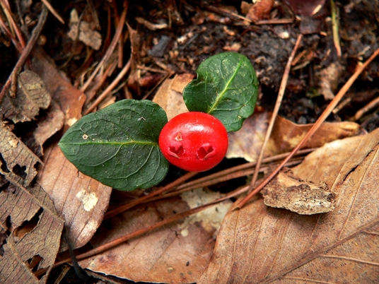 {Mitchella repens}